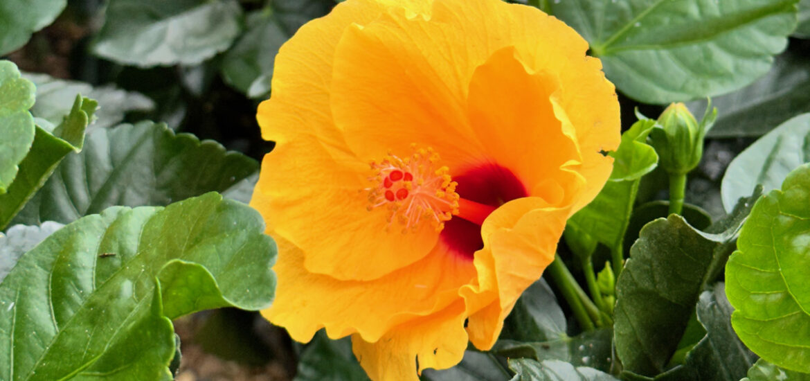 How to Use Tropical Plants in Your Landscape