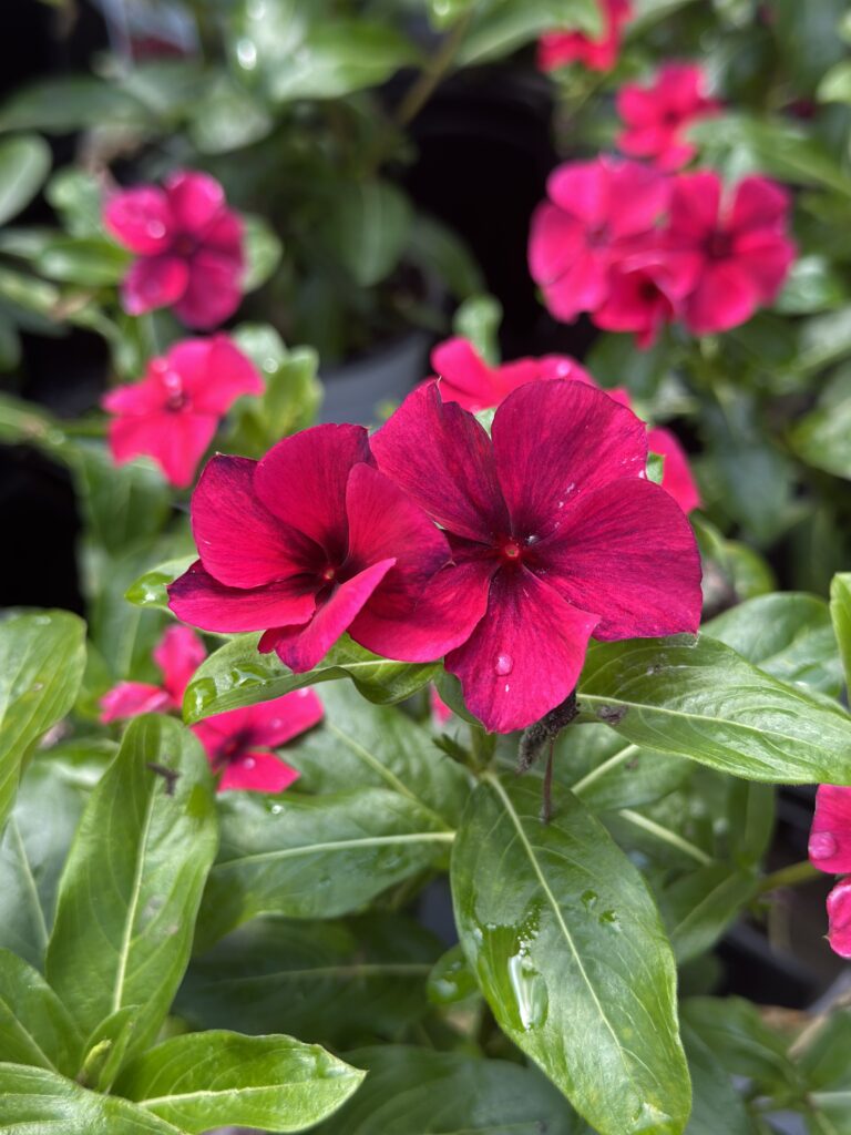 Bright magenta flowers with five petals each are surrounded by green leaves. Water droplets are visible on the leaves, and more blooms are seen out of focus in the background.