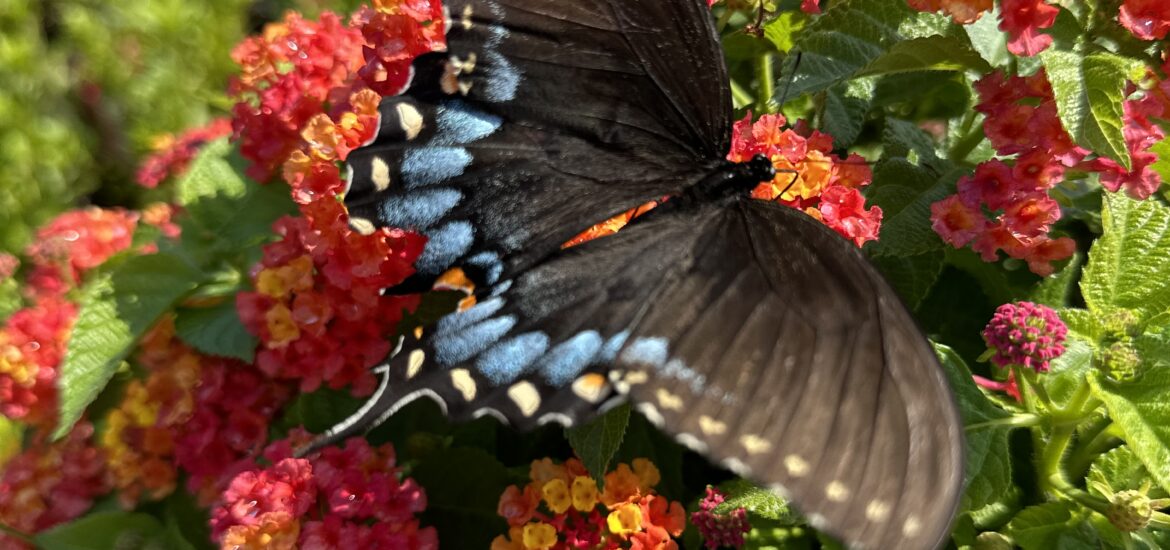 How to Create a Butterfly Garden!