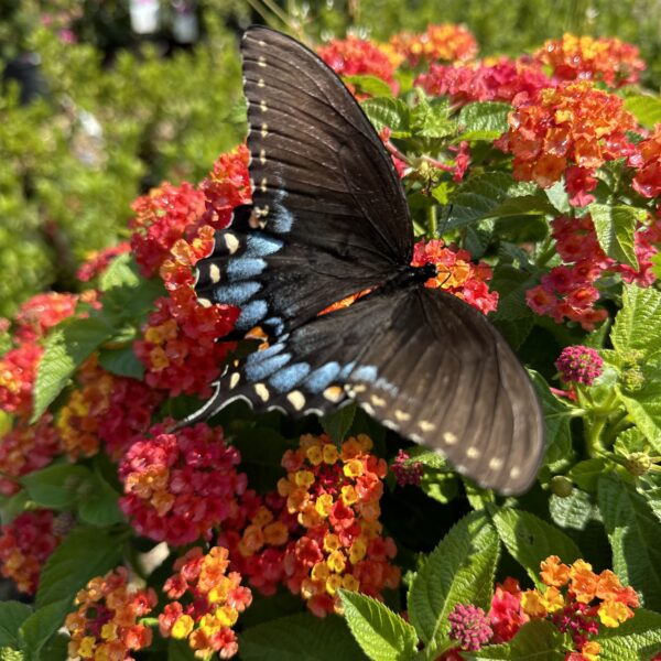 A black butterfly with blue and orange markings rests on vibrant lantana flowers, surrounded by lush green leaves in bright sunlight—a perfect scene to inspire you to create a butterfly garden.