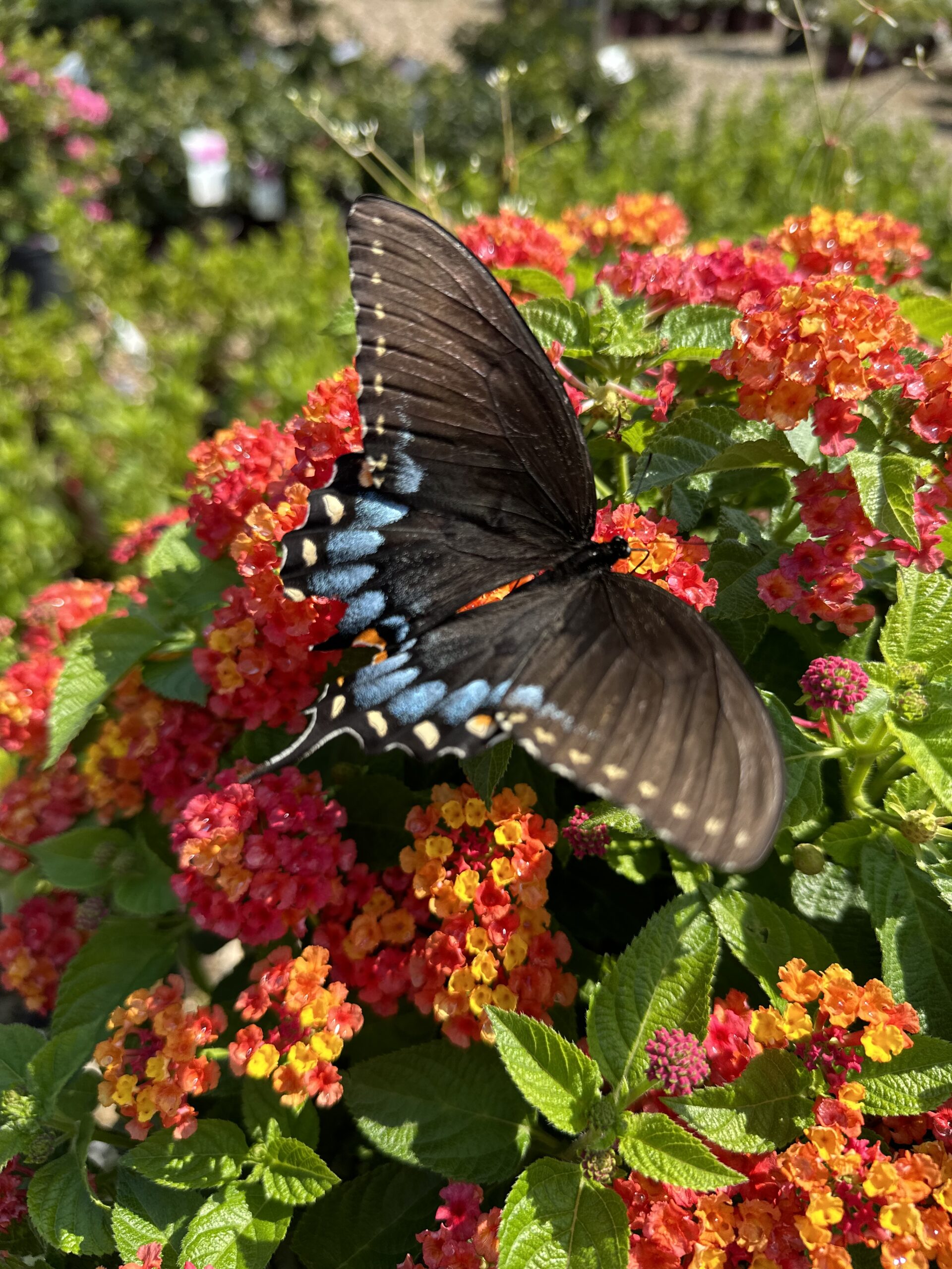 A black butterfly with blue and orange markings rests on vibrant lantana flowers, surrounded by lush green leaves in bright sunlight—a perfect scene to inspire you to create a butterfly garden.