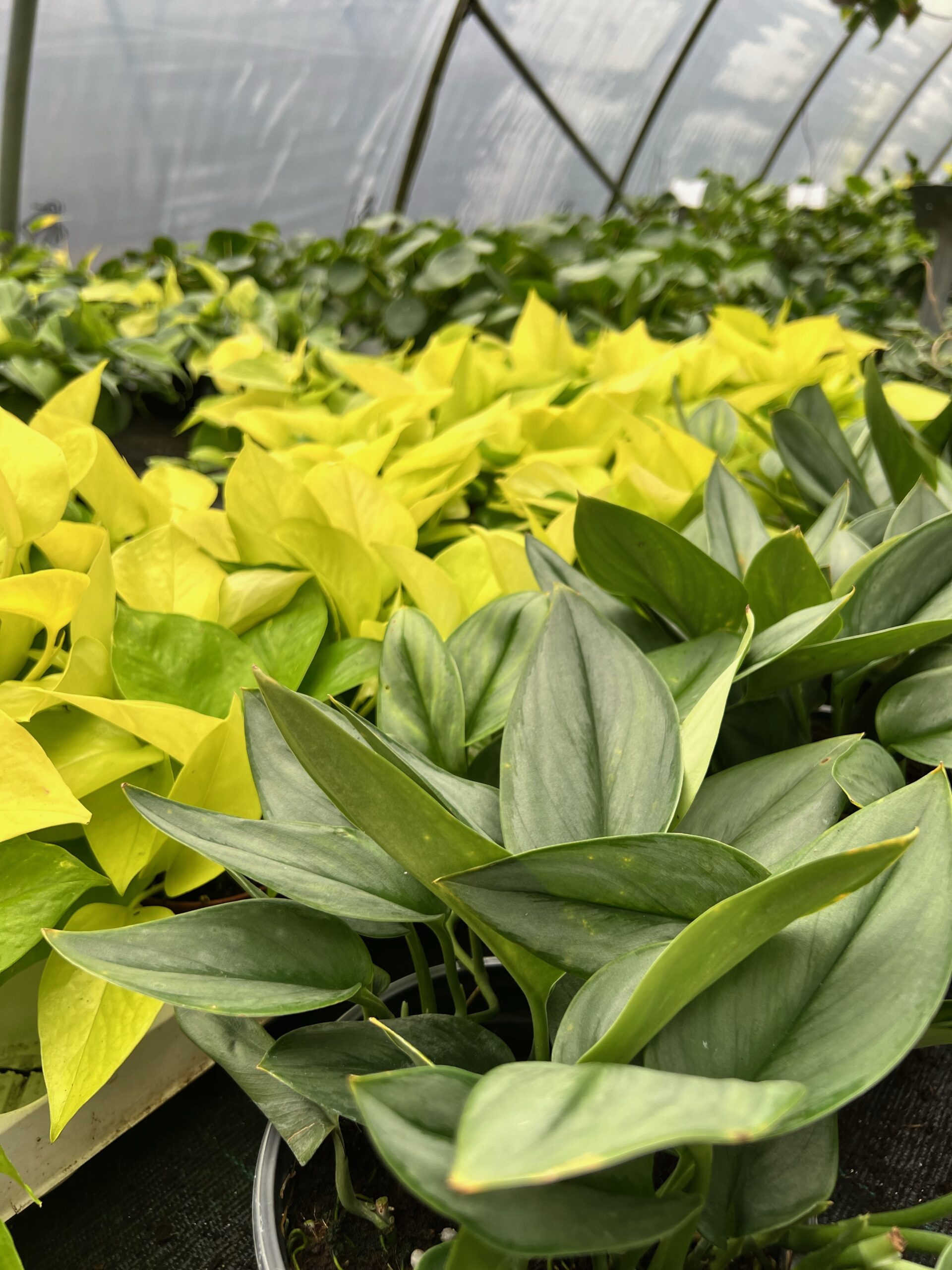 Houseplant Pest Control