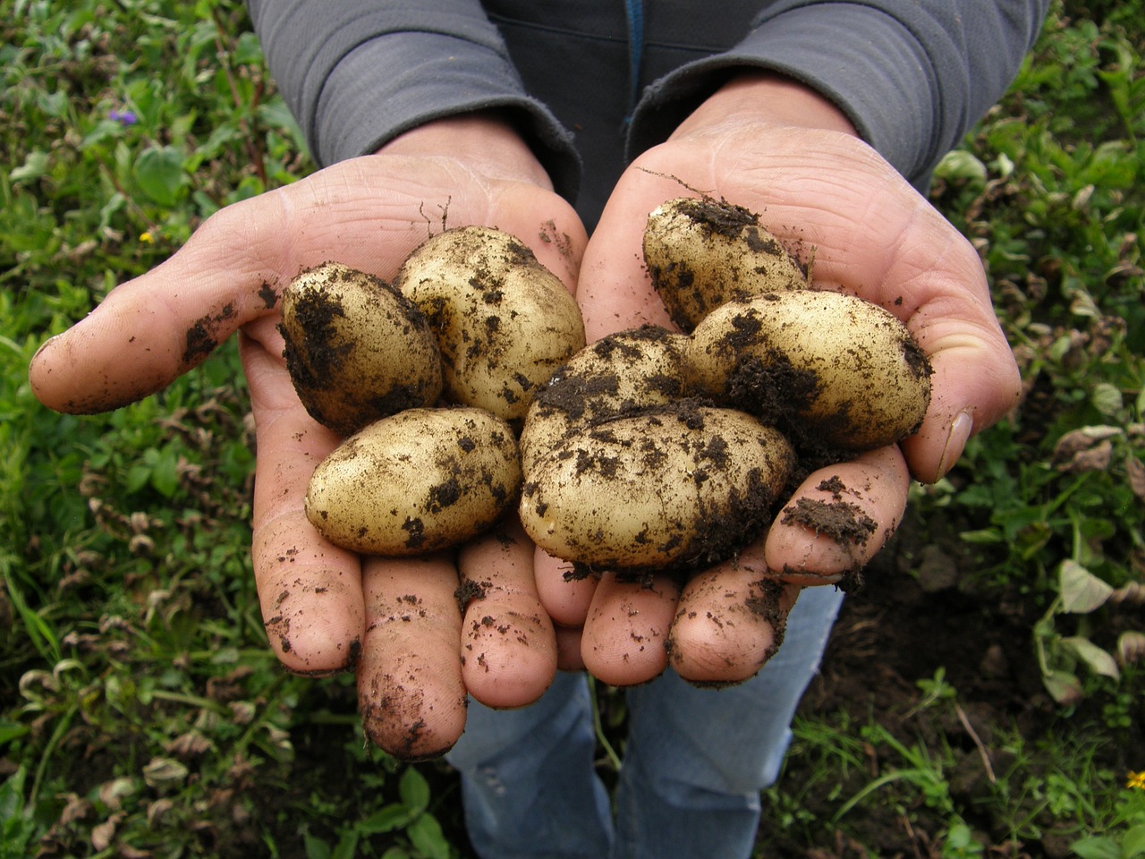 How to Grow Potatoes in a Growing Bag or Container - Good Earth Garden  Center, image size:1280x960