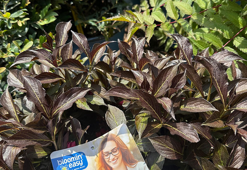 Bloomin’ Easy: The Name Says It All!