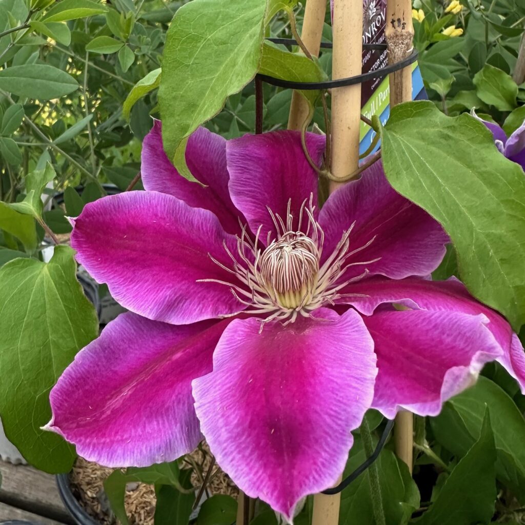 A vibrant magenta clematis flower with white-edged petals and a spiky, pale yellow center surrounded by green leaves and garden stakes.