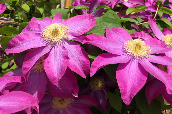 Bright purple clematis flowers with yellow centers bloom in sunlight, surrounded by green leaves.
