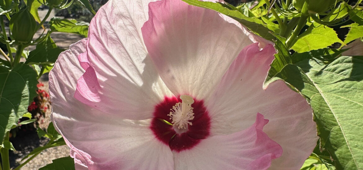 Growing Hardy Hibiscus