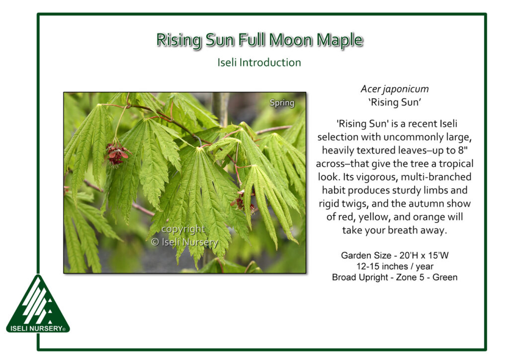 Close-up of Rising Sun Full Moon Maple leaves, showing bright green, deeply lobed, textured foliage with small, reddish flowers hanging beneath. Text describes the plant’s features and care details.