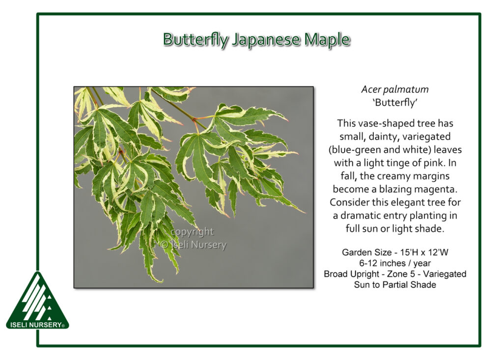 A close-up of variegated Butterfly Japanese Maple leaves, green with white and pink edges, set against a gray background with plant description text and Iseli Nursery logo on the sides.
