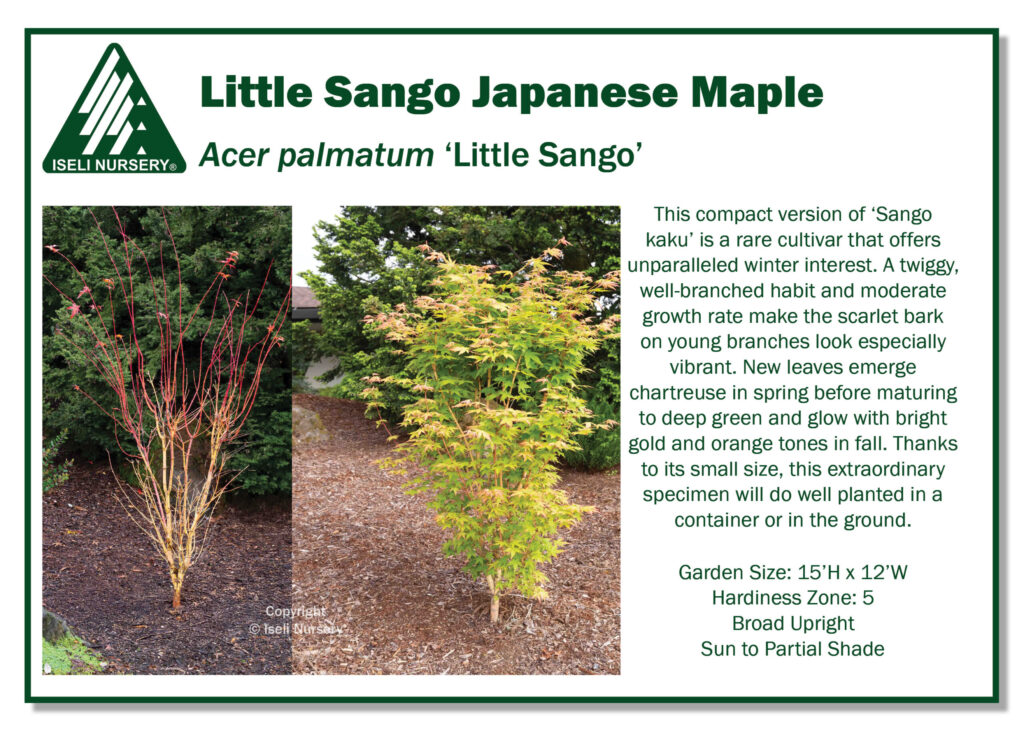 Informational sign for Little Sango Japanese Maple, showing two trees with red branches and green leaves. Text describes the cultivar’s features, garden size, hardiness, and planting requirements.
