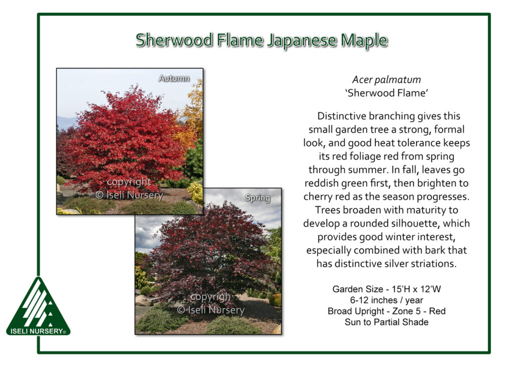 A flyer for Sherwood Flame Japanese Maple shows two photos of the tree, one with bright red autumn leaves and one with green spring foliage. Text describes its features, growth, and ideal garden conditions.