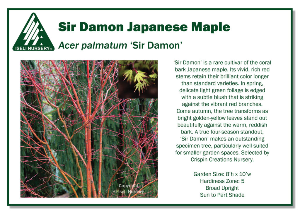 Informational display about Sir Damon Japanese Maple with images of its delicate green and red foliage, and descriptive text about its features, care requirements, and a garden size note.