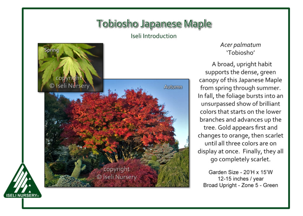 Informational display about the Tobiosho Japanese Maple tree, showing a green canopy in spring and bright red foliage in autumn, with descriptions of its growth, color changes, and garden details.