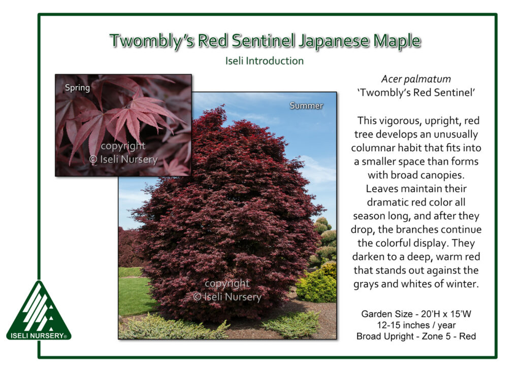 An informational graphic featuring the Twombly’s Red Sentinel Japanese Maple tree in summer with a smaller inset of its red leaves in spring. Text describes its color, growth habit, and care requirements.