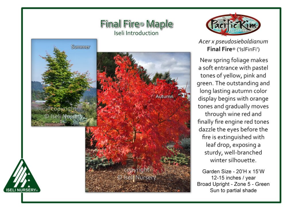 Informational flyer for the Final Fire Maple tree, showing two images: a green-leafed tree in summer and the same tree with bright red and orange leaves in autumn. Tree details and care instructions are included.