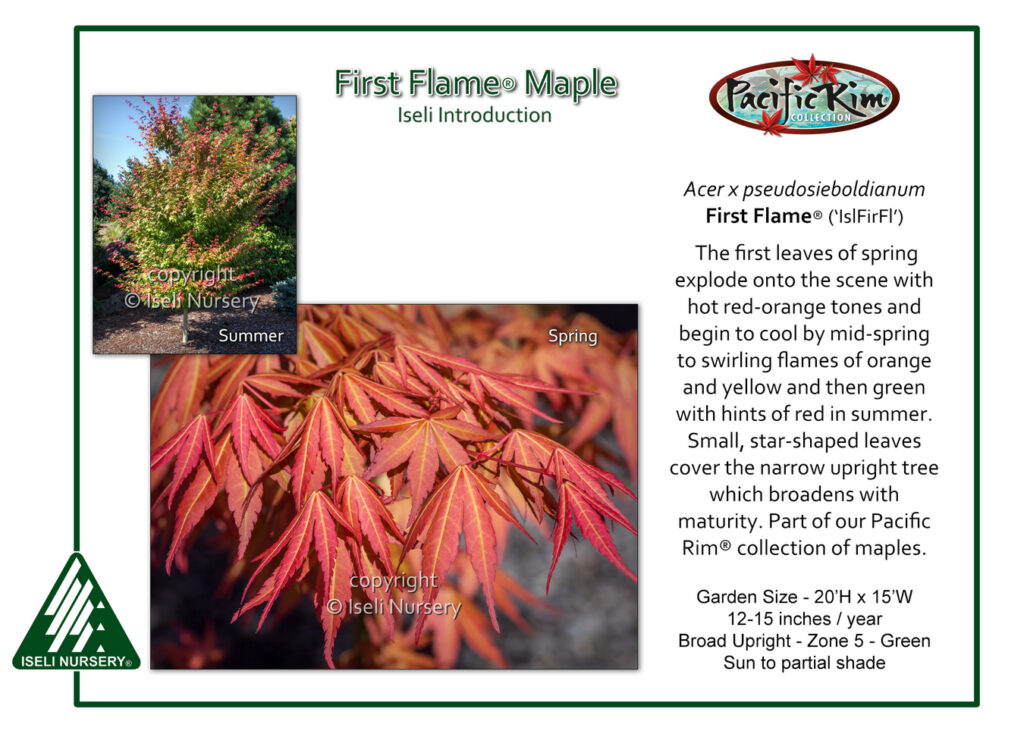 Promotional flyer for First Flame® Maple showing a full tree with red and green leaves in summer and a close-up of red spring leaves, with text describing its color-changing foliage and growth details. Iseli Nursery and Pacific Rim logos appear.