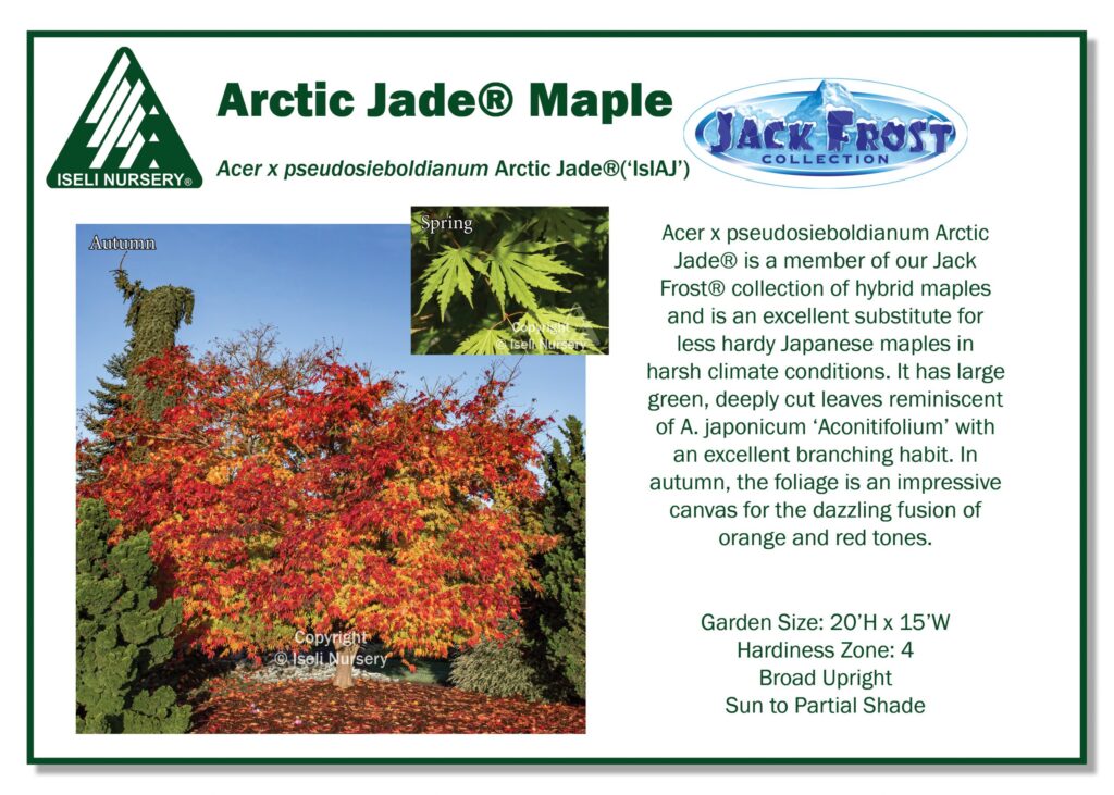 Informational flyer for the Arctic Jade® Maple tree with images of the tree in autumn (showing red/orange leaves) and spring (showing green leaves), plant details, and the Iseli Nursery and Jack Frost® logos.