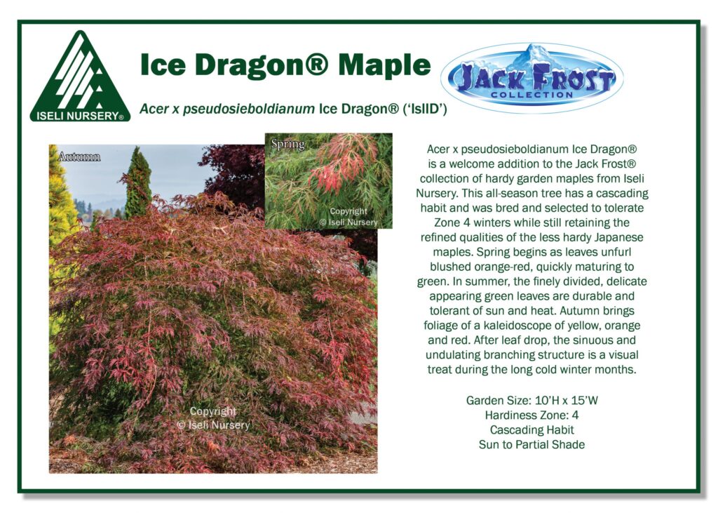 A promotional sign for Ice Dragon® Maple shows a large, lush maple with deeply cut red-green leaves. Text describes its features, care, and seasonal colors. Inset image displays a close-up of the maple’s fine foliage.
