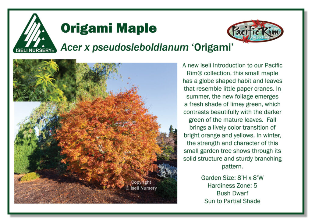 An informational graphic for the Origami Maple tree shows a photo of a small maple with orange foliage. Text details its features, care needs, and description, with Iseli Nursery and Pacific Rim Collection logos.