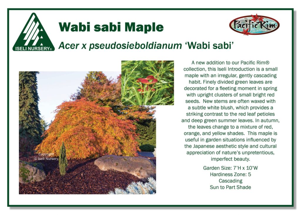 A vibrant wabi sabi maple tree with orange-red leaves stands by green grass and small boulders in a landscaped garden. Informational text and a nursery logo appear beside the photo.