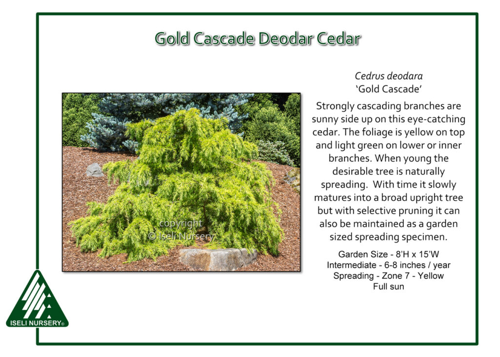 A Gold Cascade Deodar Cedar with arching yellow-green foliage displayed in a landscaped garden, accompanied by text about its growth habits and care from Iseli Nursery.