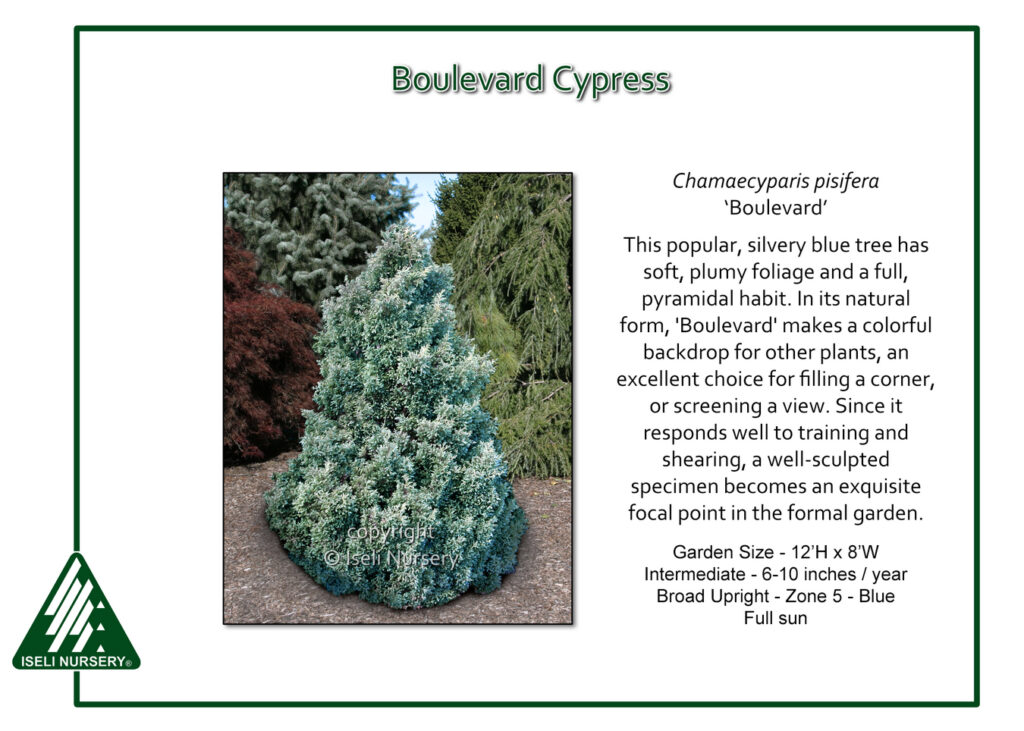 An upright, pyramidal Boulevard Cypress with silvery blue foliage stands in a landscaped garden, surrounded by green shrubs and trees. Text provides plant description and care details on a white background.