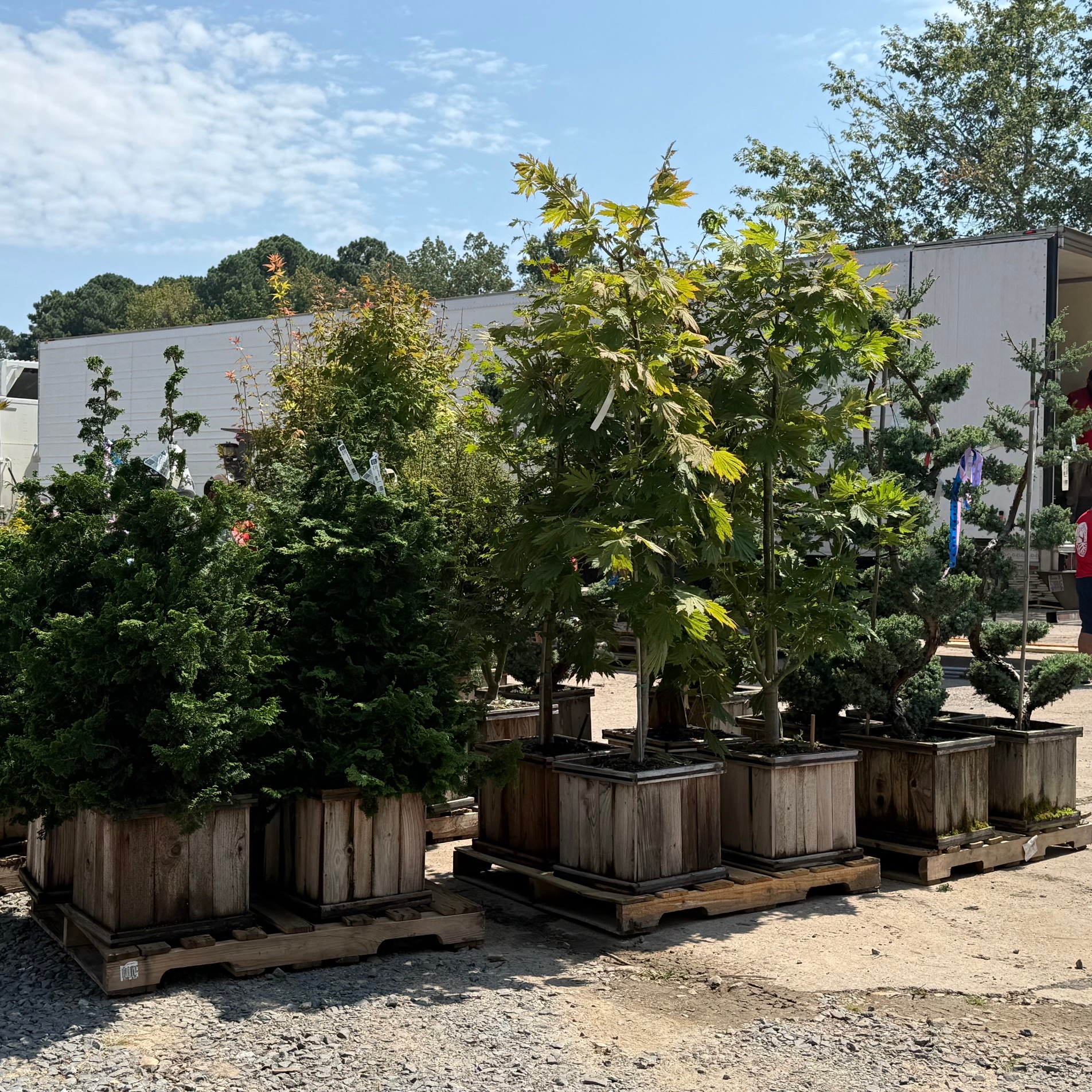 Japanese Maples and Evergreens | The Good Earth Garden