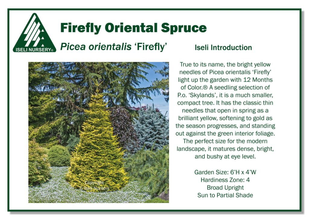 A vibrant yellow-green Firefly Oriental Spruce stands in a garden surrounded by various green conifers. Informational text about the plant’s features and growing conditions is displayed on the right.