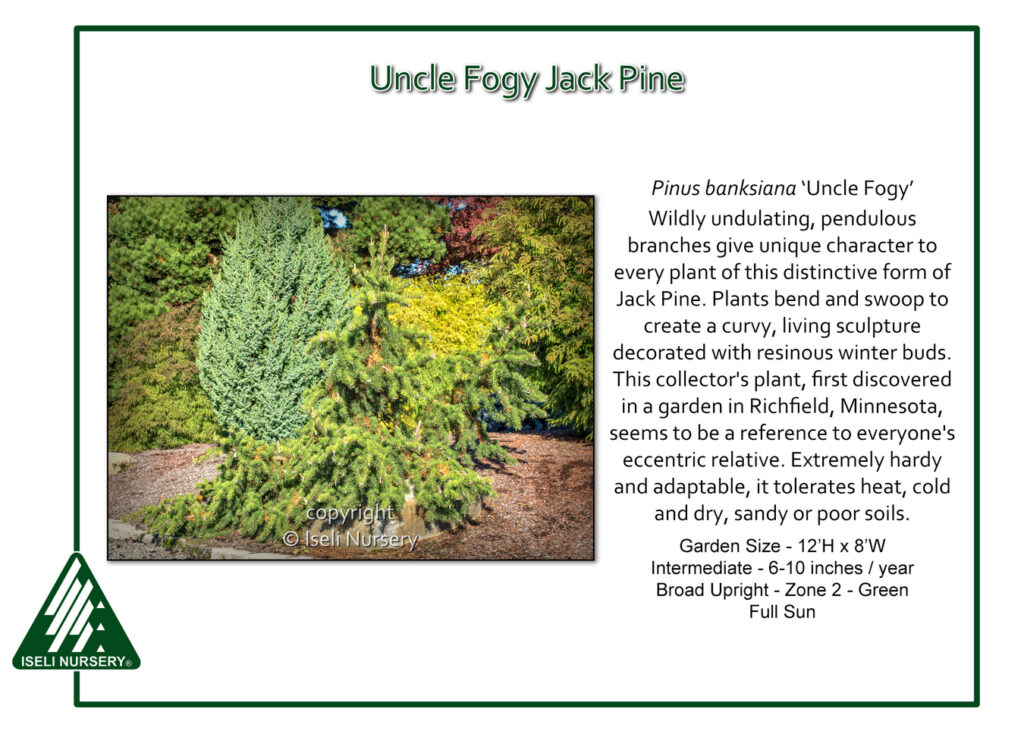 An informational card features a photo of a ‘Uncle Fogy’ Jack Pine with swooping, curved branches. Text describes its unique shape, garden size, care needs, and origin. Iseli Nursery’s logo is in the corner.