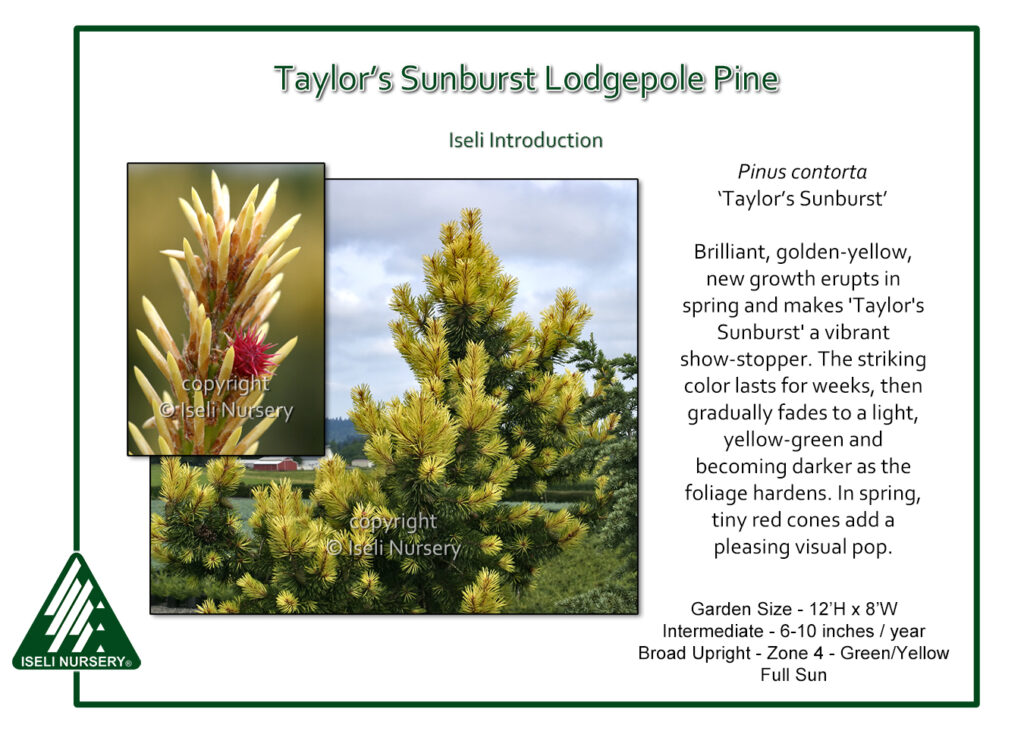 An informational graphic about Taylor’s Sunburst Lodgepole Pine, featuring photos of golden-yellow pine growth and a mature tree, plus details on its appearance, garden size, zone, sun needs, and seasonal changes.
