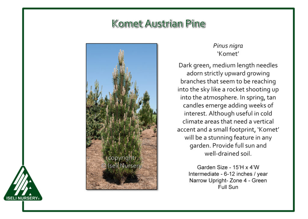 A young, upright Austrian Pine tree with dense, dark green needles and vertical branches stands on bare soil. Text describes its features and care requirements, with a green and white border and nursery logo at the bottom left.