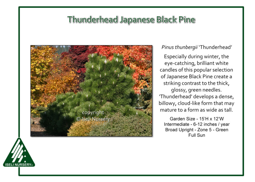 A Thunderhead Japanese Black Pine with dense, dark green needles and white candles is shown in a landscaped garden, framed by vibrant autumn foliage. Text provides plant details and care instructions.