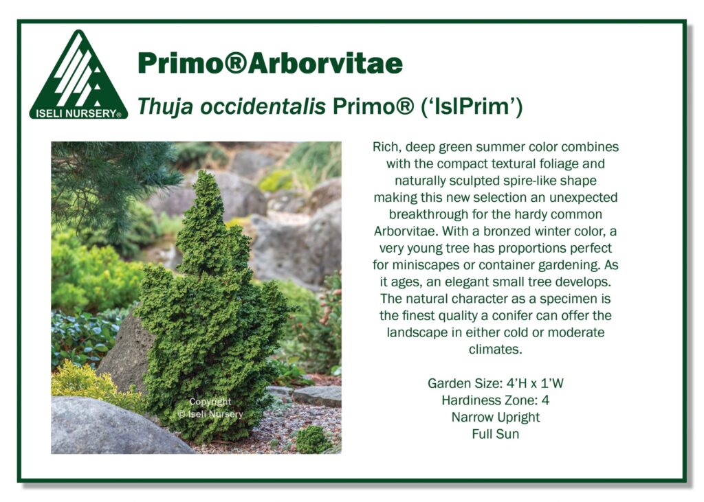 A cone-shaped Primo® Arborvitae shrub with dense, textured green foliage grows in a landscaped garden next to rocks, featured on an informational card with care details and a plant description.