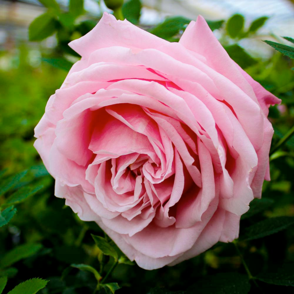 A close-up of a fully bloomed pink rose with delicate petals, set against a background of green leaves.