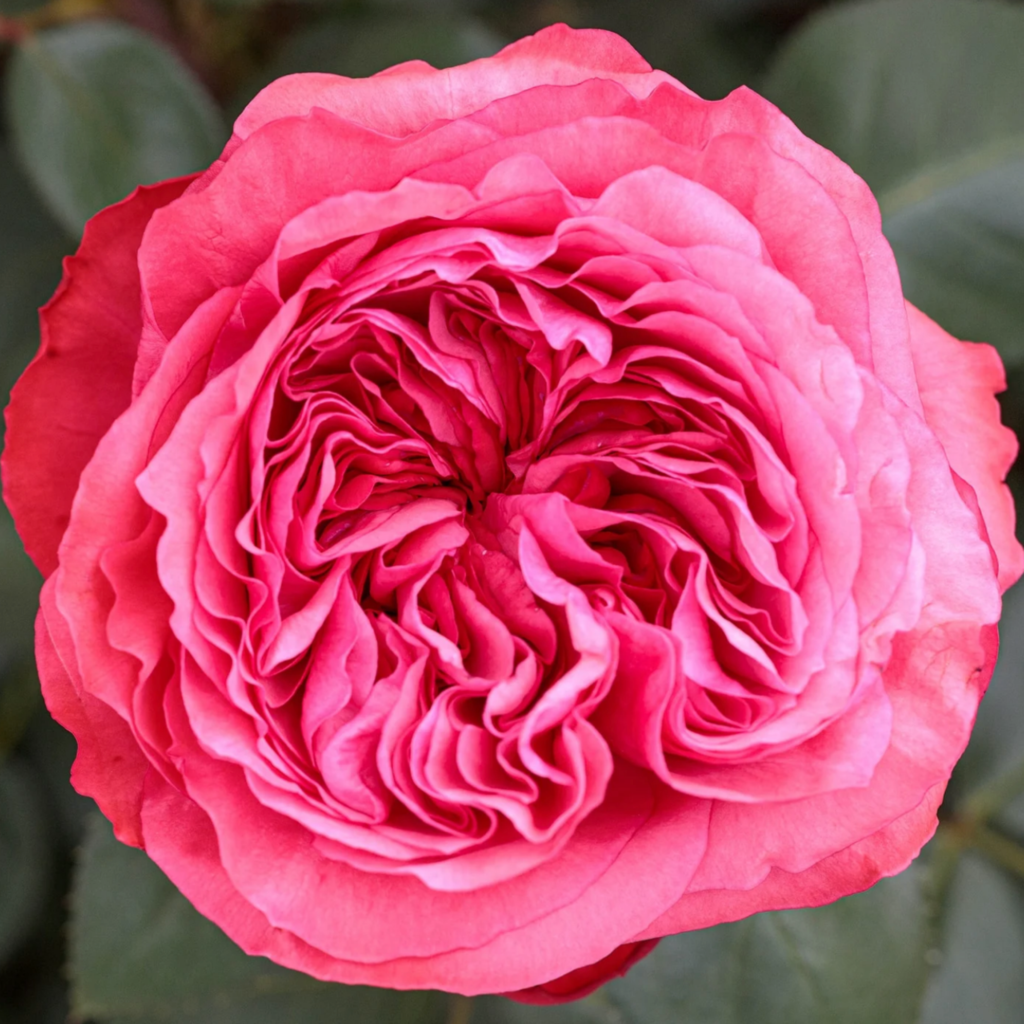 Close-up of a vibrant pink rose in full bloom, showcasing its many layered petals with intricate folds and a soft texture, set against a background of blurred green leaves.
