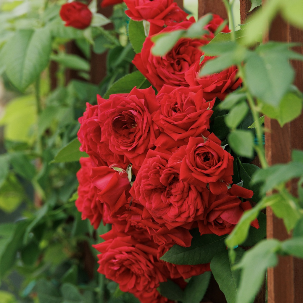 A cluster of vibrant red roses is blooming against a wooden fence, surrounded by lush green leaves and stems.
