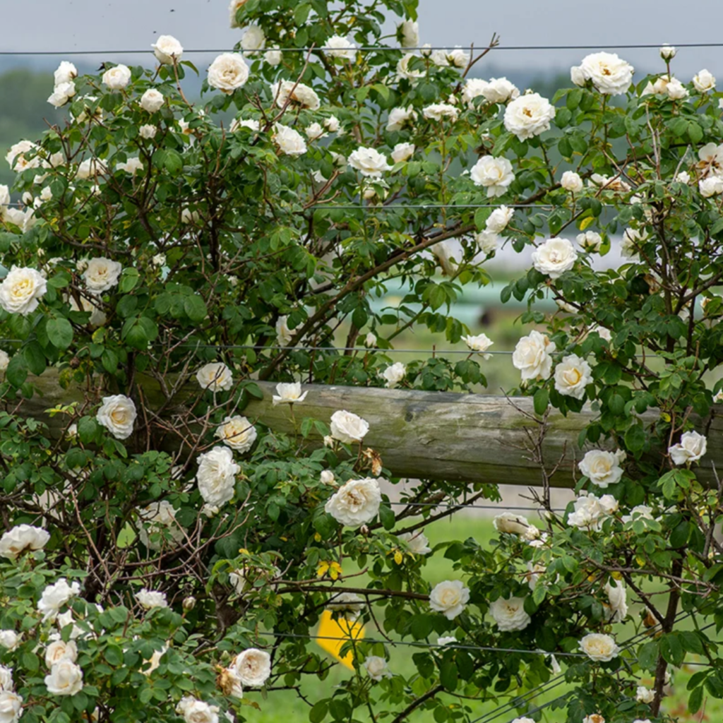 White roses blooming on a leafy bush, growing around a rustic wooden fence with green fields and a cloudy sky in the background.
