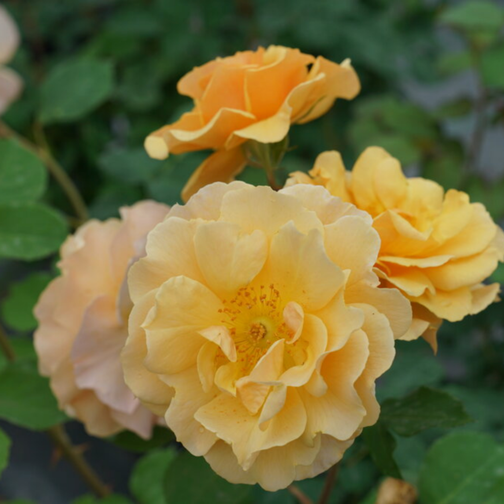 Close-up of several blooming yellow roses with soft, ruffled petals and green leaves in the background.