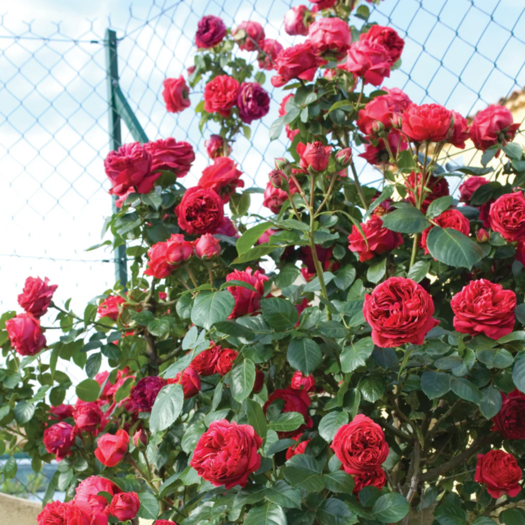 A bush full of blooming red roses with green leaves, growing in front of a wire fence on a sunny day with a blue sky in the background.