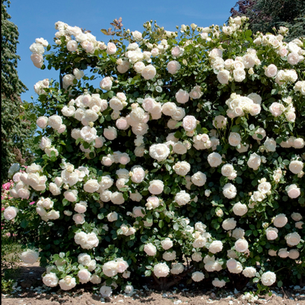 A lush rose bush in full bloom, covered with numerous white roses, stands in a garden under a clear blue sky.