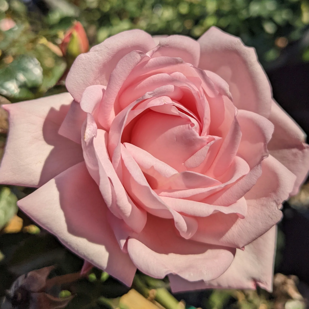 A close-up of a blooming light pink rose with soft petals, surrounded by green leaves in the background.