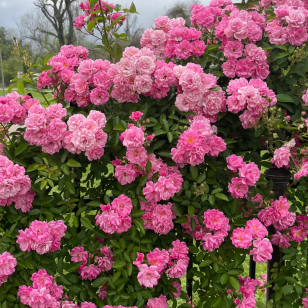 A lush, blooming bush covered in clusters of vibrant pink roses, surrounded by green leaves, with a few bare tree branches and cloudy sky visible in the background.