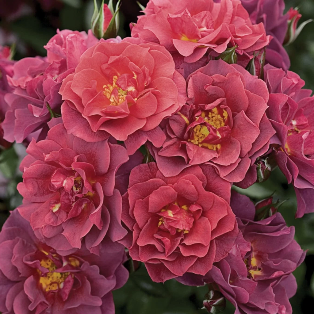 A cluster of vibrant, deep pink roses in full bloom, with layers of delicate petals and visible yellow stamens, surrounded by dark green foliage.