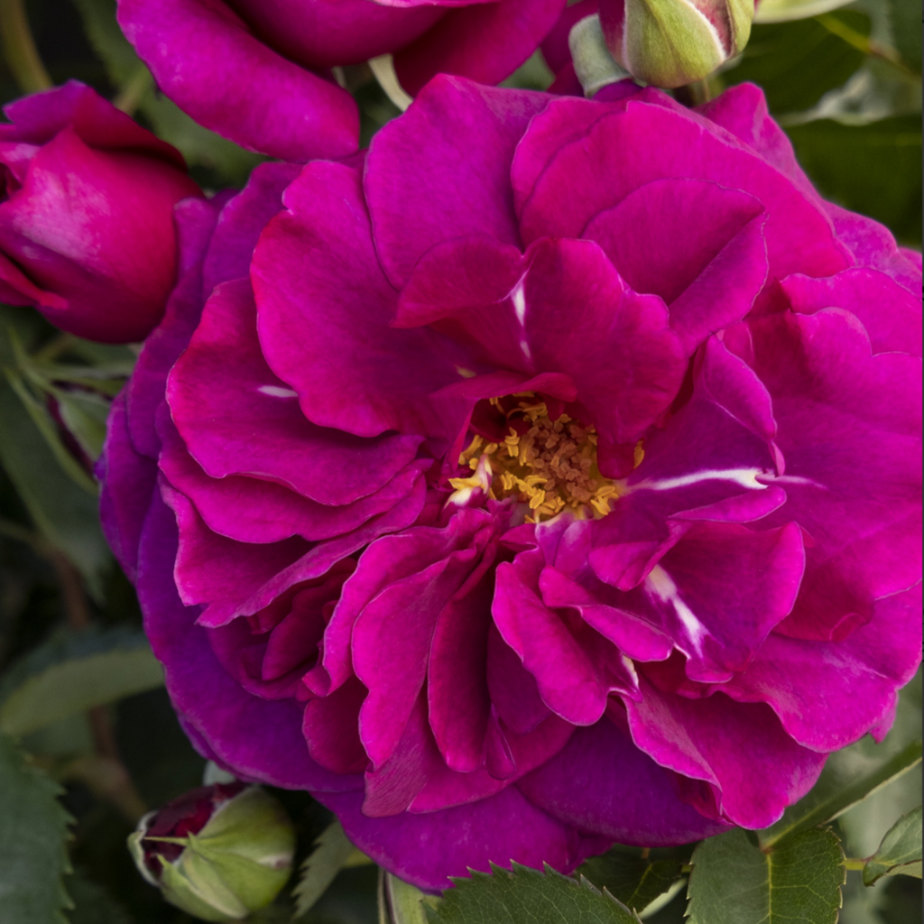 A close-up of a vibrant magenta rose in full bloom, surrounded by rosebuds and green leaves, with visible yellow stamens at the flowers center.