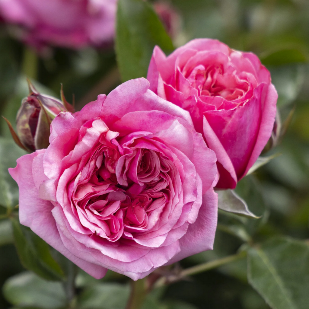 Two vibrant pink roses in full bloom, with lush, layered petals and green leaves in the background. The flowers appear fresh and detailed, capturing the delicate texture of the petals.
