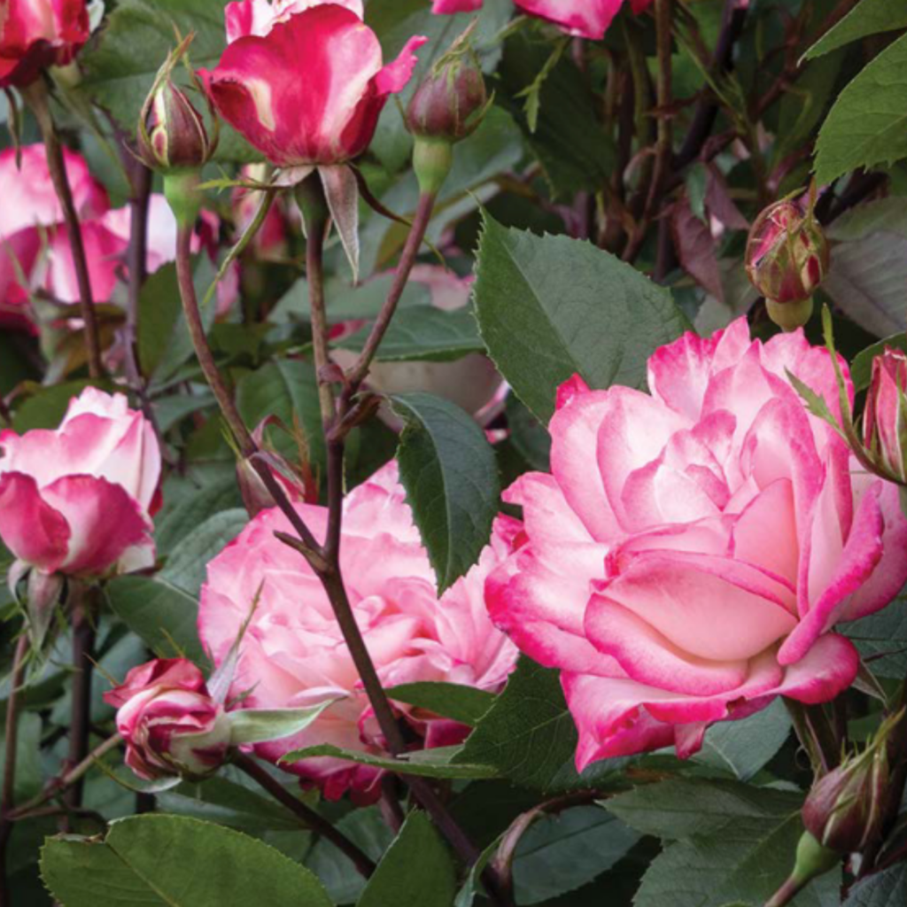 Close-up of pink and white roses with dark green leaves and rosebuds on thorny stems.
