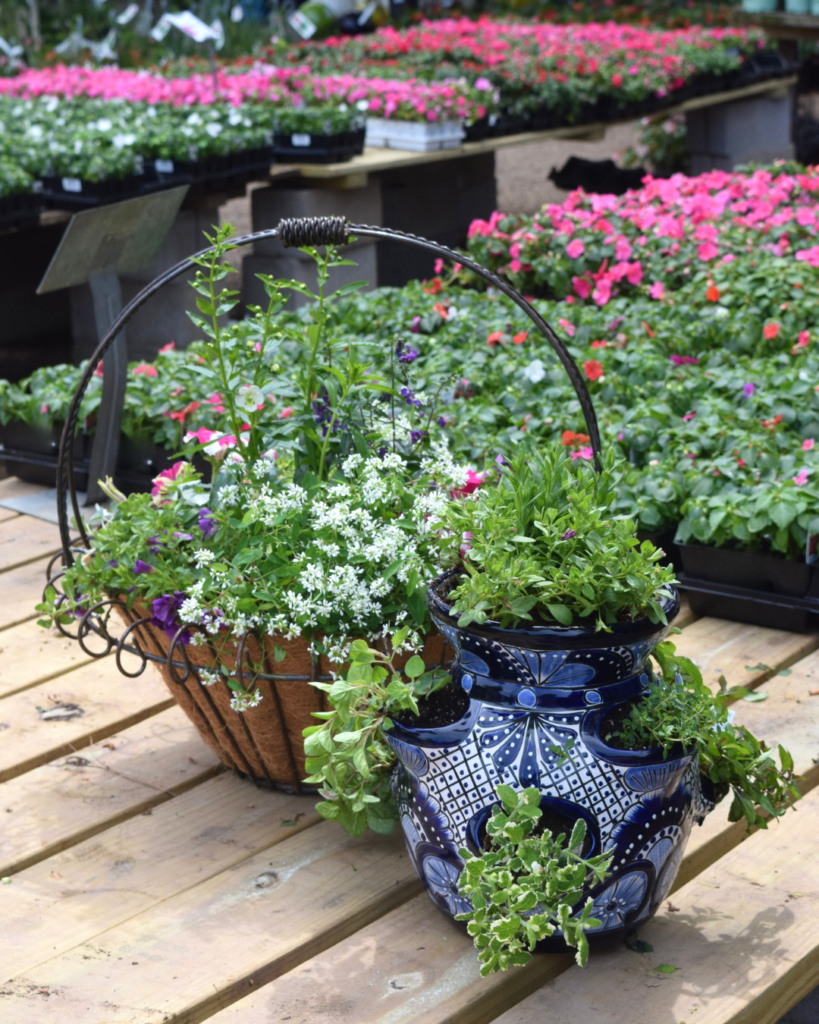 A basket and a blue patterned pot filled with various green plants and white flowers sit on a wooden deck, with rows of colorful potted flowers in the background.