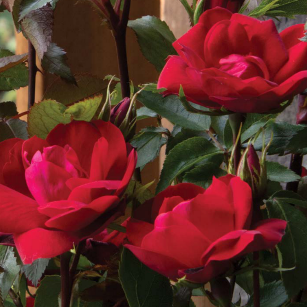 Close-up of three vibrant red roses with green leaves and stems, set against a wooden background. The flowers are in full bloom, showcasing velvety petals and surrounded by rosebuds.