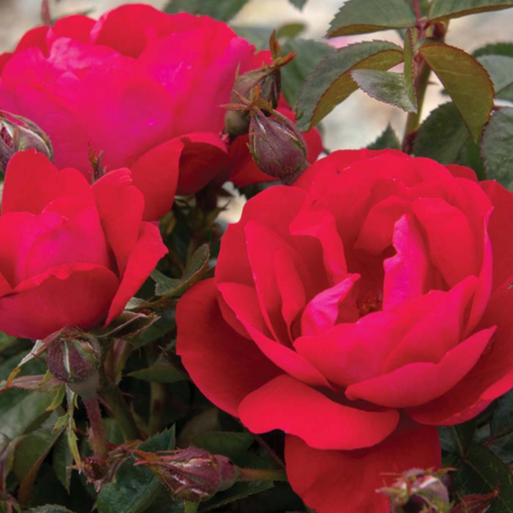 Close-up of vibrant red roses in bloom, surrounded by green leaves and several rosebuds, with soft natural lighting highlighting the petals.
