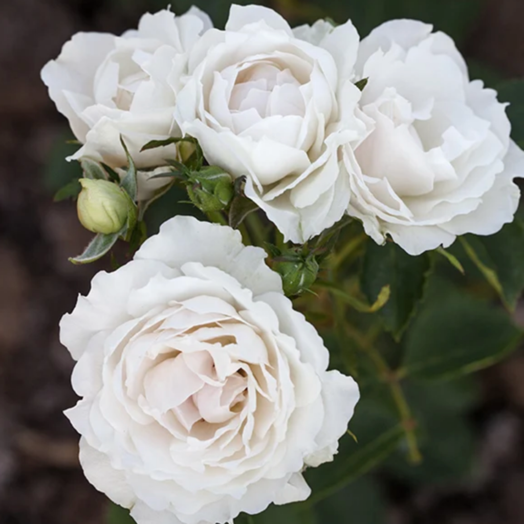 A cluster of white roses in bloom with lush petals, surrounded by green leaves and a single rosebud, set against a dark, blurred background.